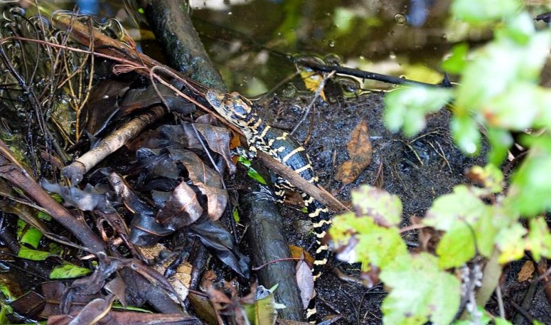 Baby Alligator, Florida