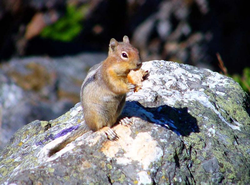 Golden Mantled Ground Squirrel, Washington