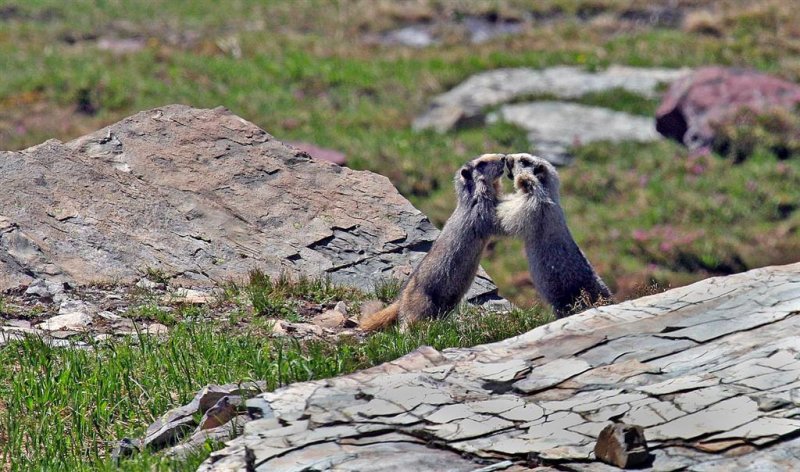 Yellow-bellied Marmots, Montana
