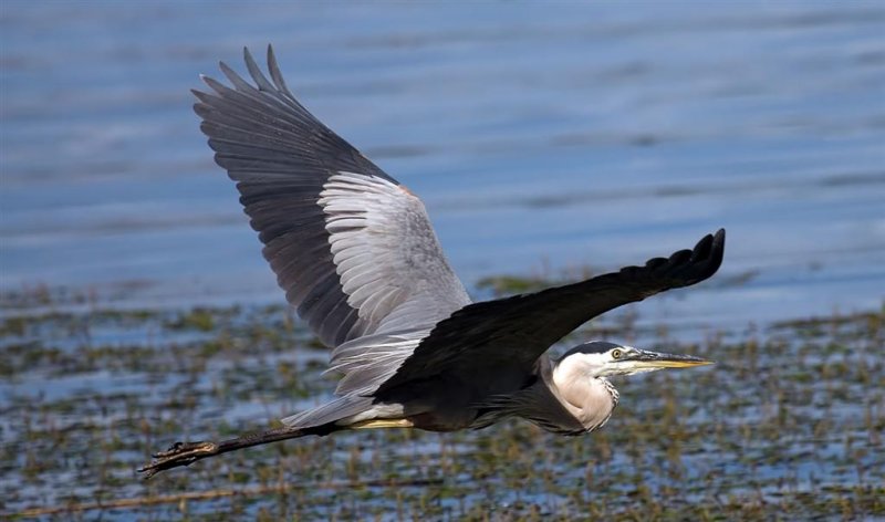 Great Blue Heron, Florida