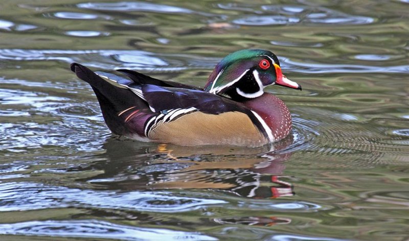 Wood Duck, Florida