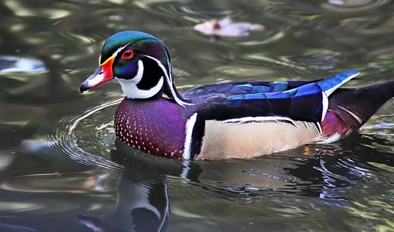 Wood Duck, Florida