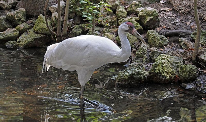 Whooping Crane, Florida
