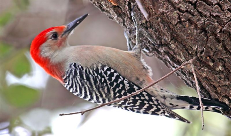 Red-Bellied Woodpecker, Florida