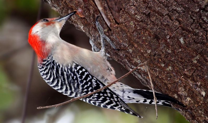 Red-Bellied Woodpecker, Florida