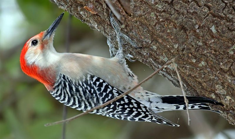 Red-Bellied Woodpecker, Florida