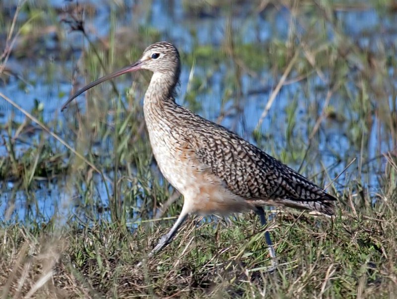 Long Billed Curlew, Florida