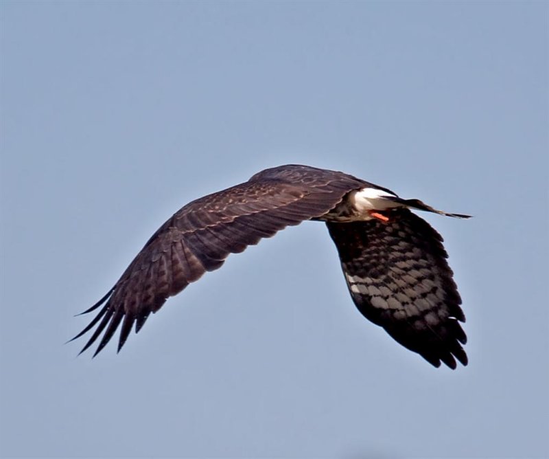 Snail Kite, Florida