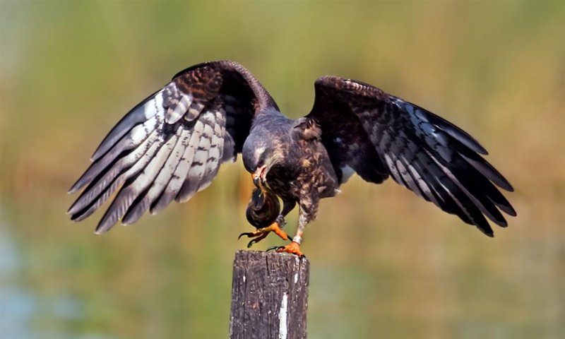 Snail Kite, Florida