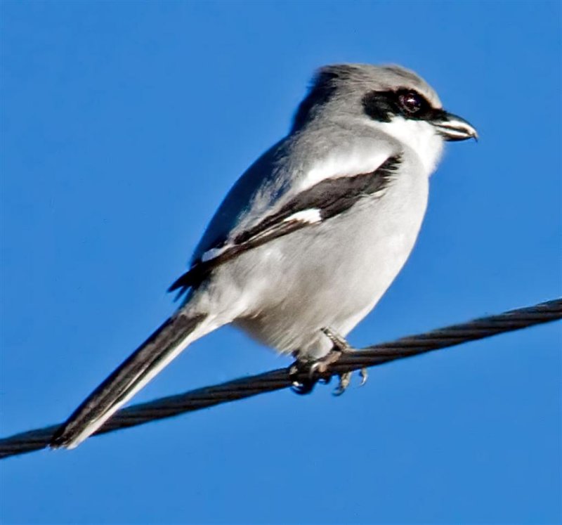 Loggerhead Shrike, Florida
