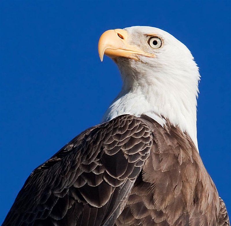 Bald Eagle, Florida