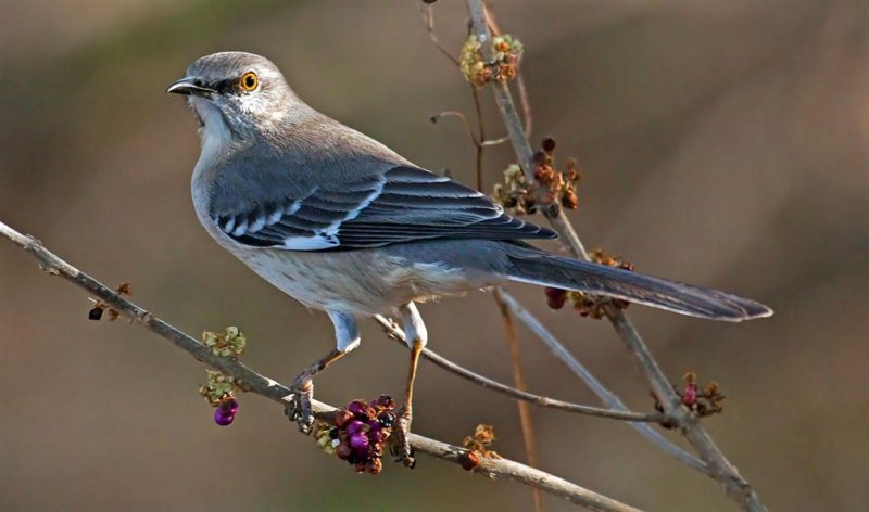 Mockingbird, Florida