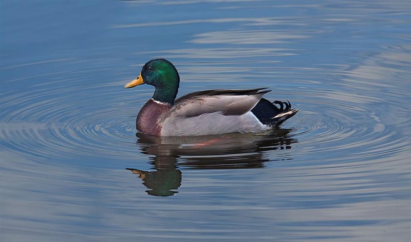 Mallard, Florida