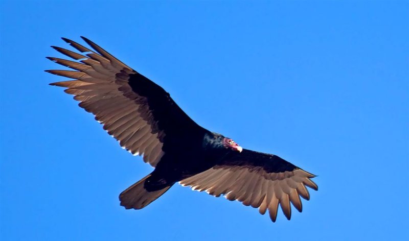 Turkey Vulture, Florida