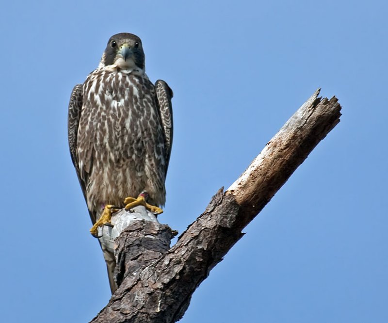 Peregrine Falcon, Florida