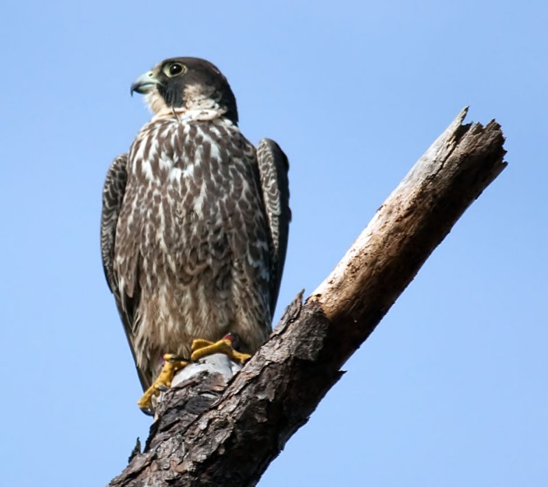 Peregrine Falcon, Florida