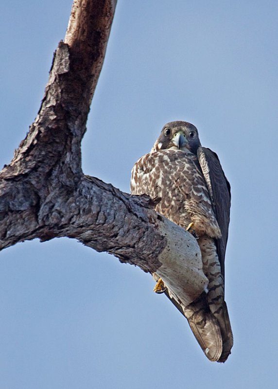 Peregrine Falcon, Florida