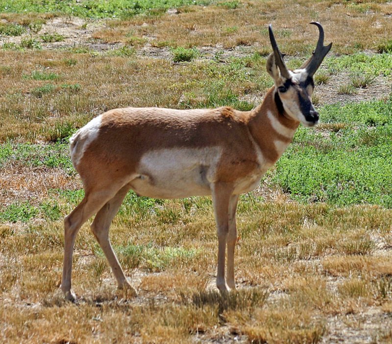 Pronghorn Antelope, Wyoming