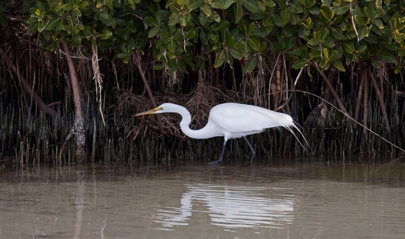 Great Egret, Florida