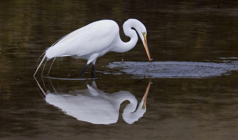 Great Egret, Florida