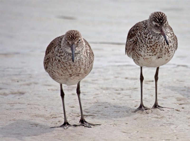 Dunlins, Florida