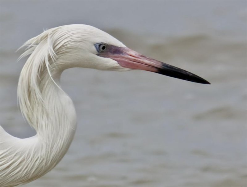 Reddish Egret, White Morph, Florida
