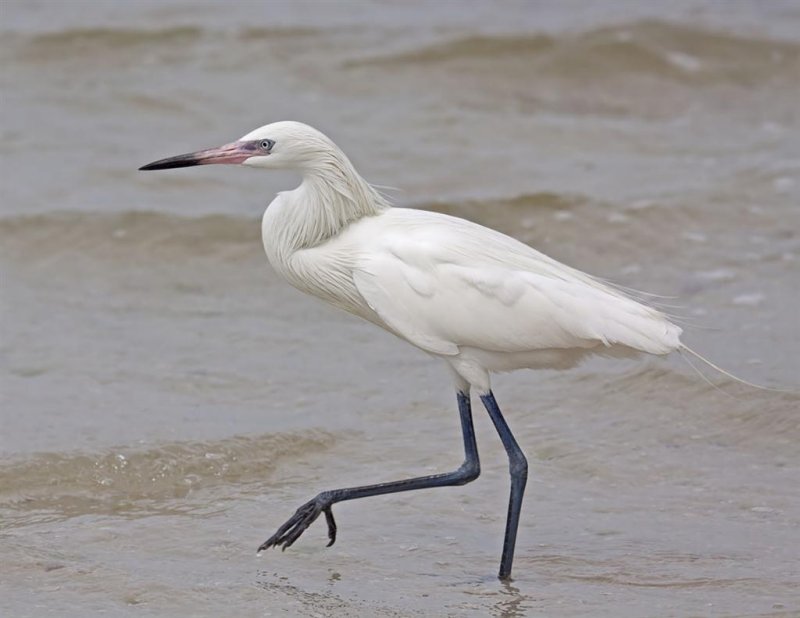 Reddish Egret, White Morph, Florida