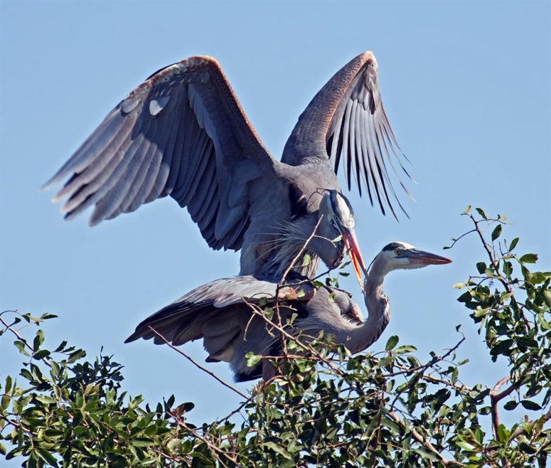 03-31-10 Venice Rookery 039 (Large).jpg