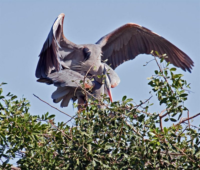 03-31-10 Venice Rookery 041 (Large).jpg