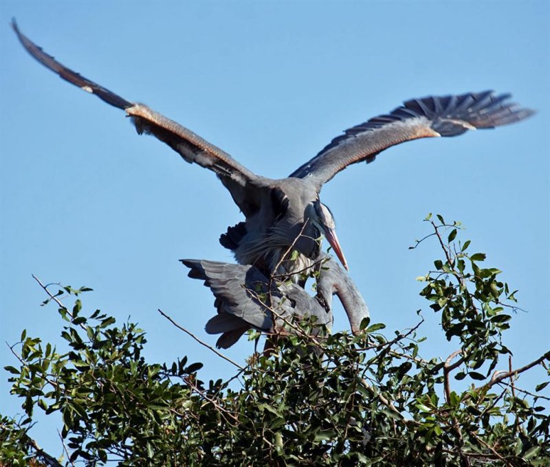 03-31-10 Venice Rookery 042 (Large).jpg