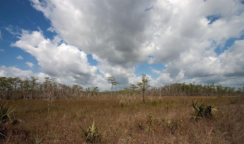  Big Cypress