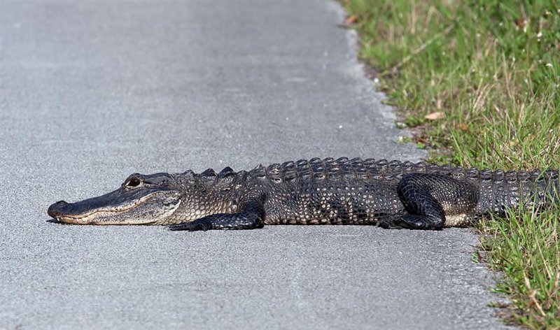 Alligator
