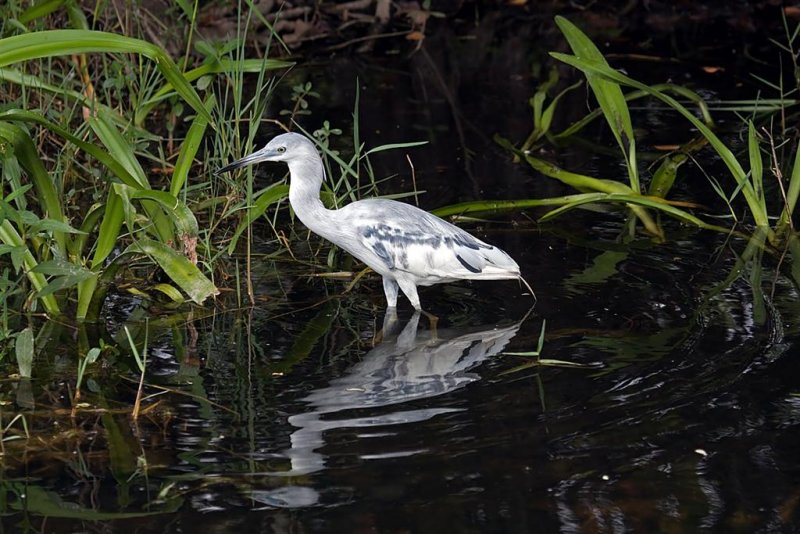 Little Blue Heron (Juvenile)