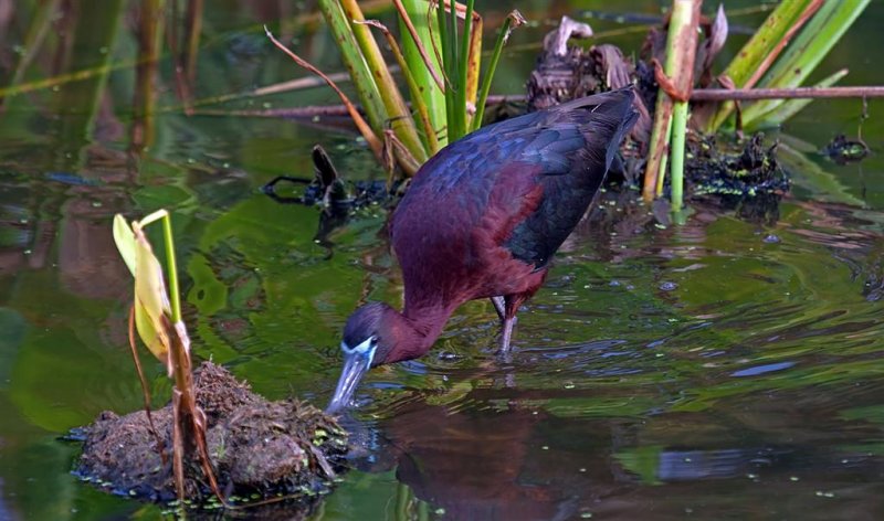 04-21-10 Green Cay Wetlands 89 (Large).jpg