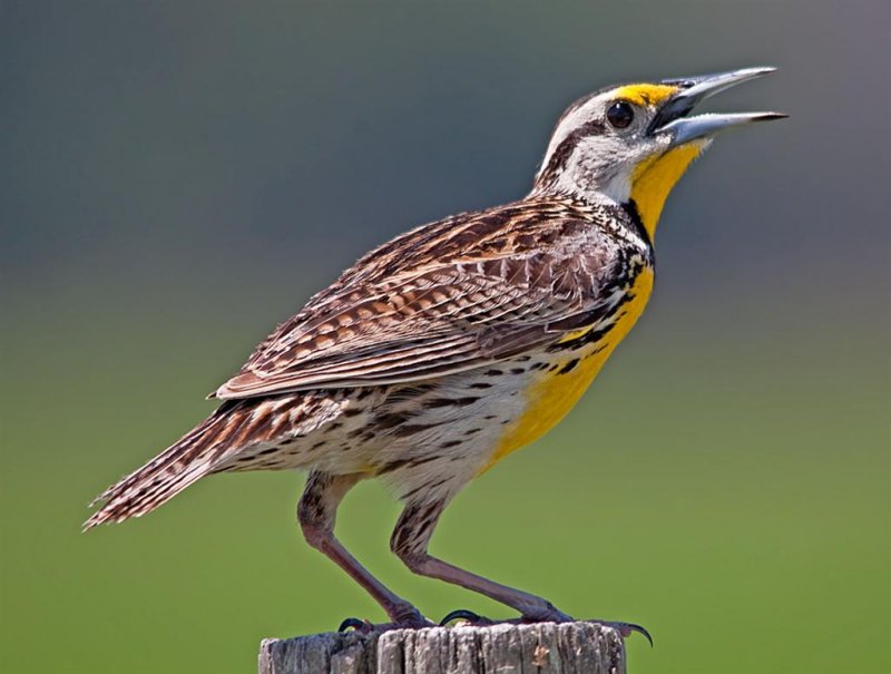 Eastern Meadowlark, Florida