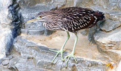 Black Crowned Night Heron (Juvenile), Florida