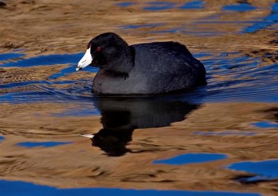 American Coot, Arizona