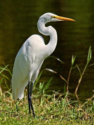 Great Egret, Florida