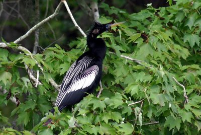 Anhinga, Florida