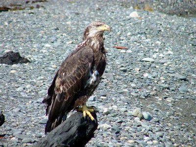 Bald Eagle (Juvenile), Alaska