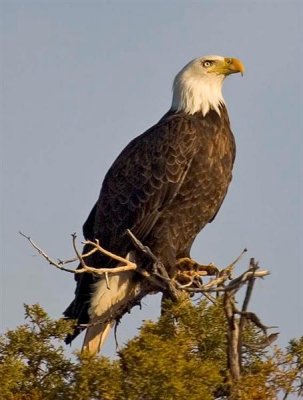 Bald Eagle, Utah