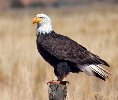 Bald Eagle, Utah