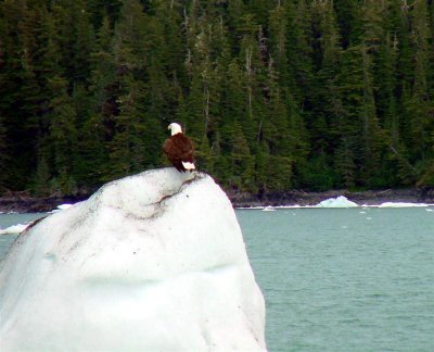 Bald Eagle, Alaska