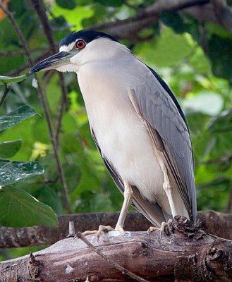 Black Cowned Night Heron, Florida