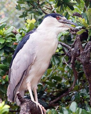 Black Crowned Night Heron, Florida