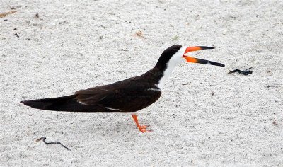 Black Skimmer, Florida