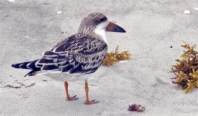 Black Skimmer Juvenile, Florida