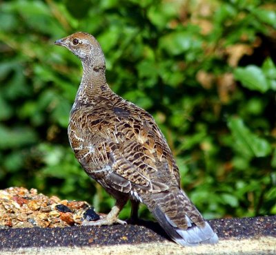 Blue Grouse, Colorado