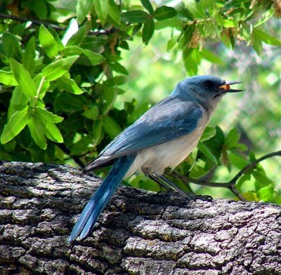 Western Scrub Jay, Arizona