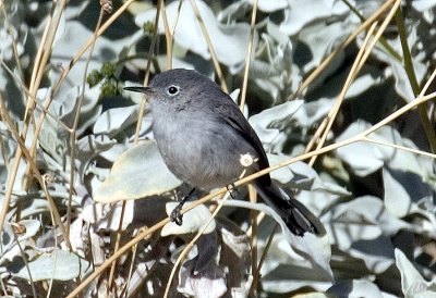 Blue-Gray Gnatcatcher, Arizona